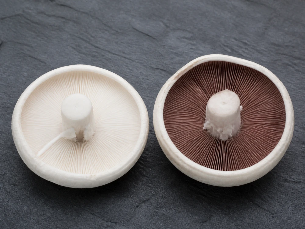 Two white capped mushrooms turned gill-side up on dark slate, one with crowded white gills and one with pink-brown gills