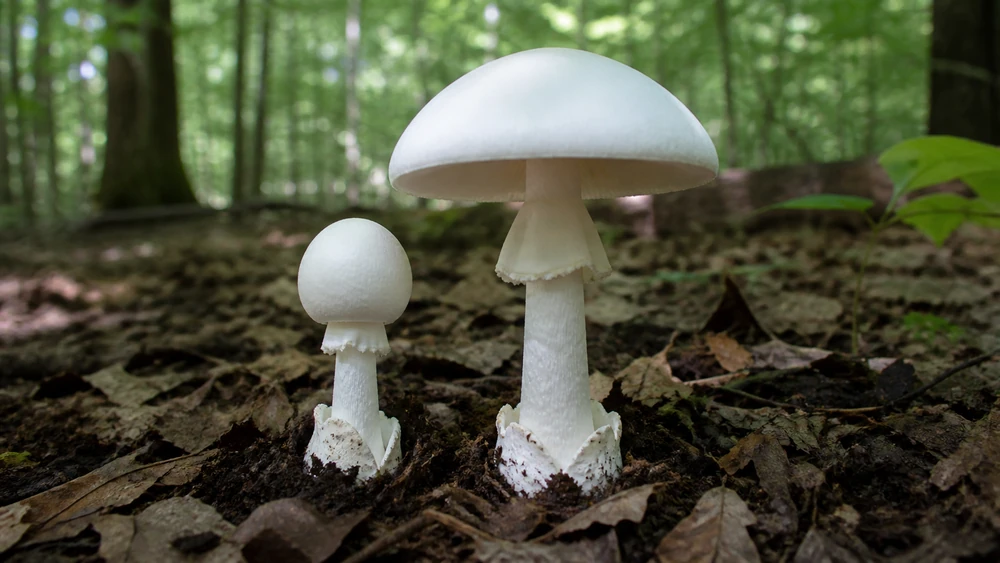 A pure white destroying angel mushroom with free white gills, a skirt-like ring, and a sac around its base