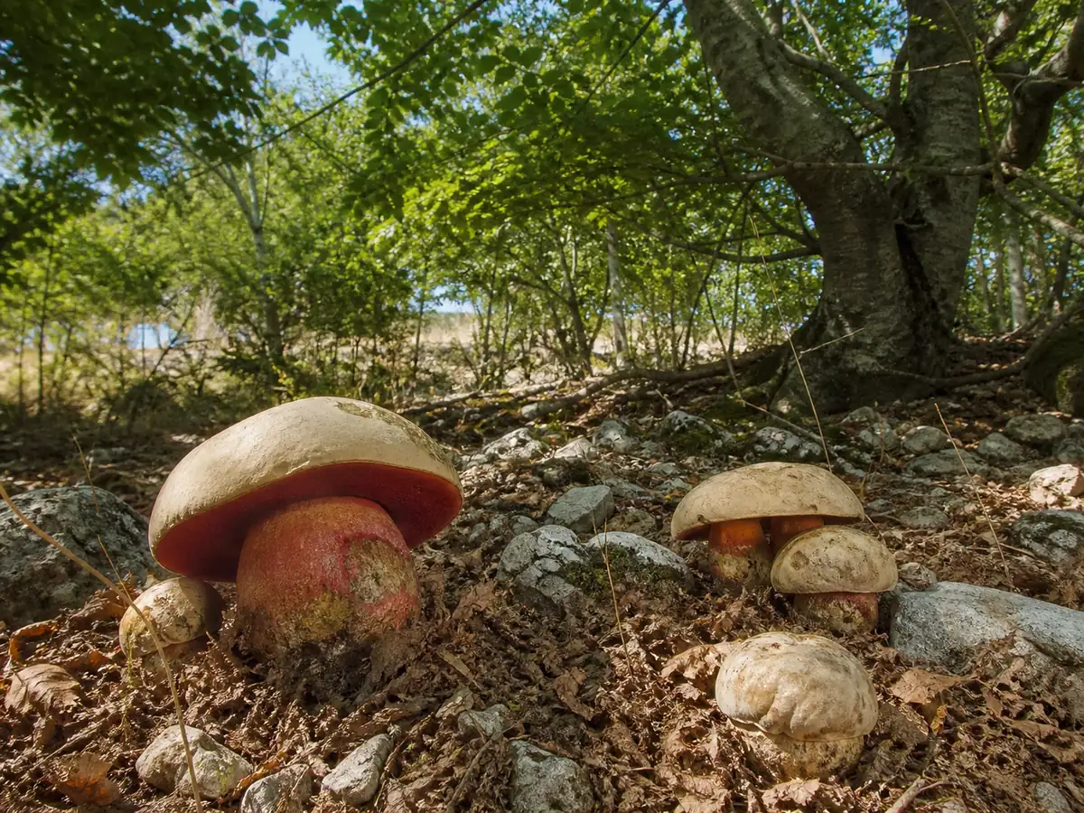 Devil's boletes at a sunny limestone woodland edge beneath mature oak and beech