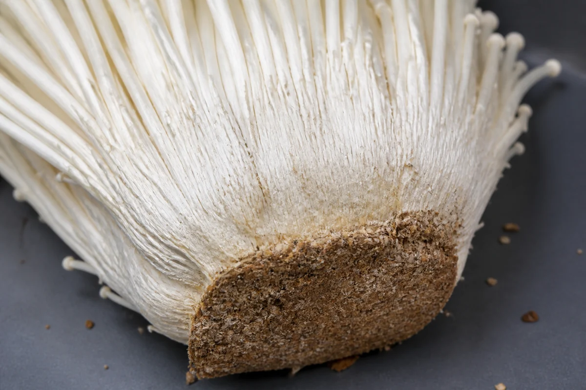 The base of a cultivated enoki cluster on a dark tray, showing where many long white stems fuse into a single dense pale mass with a brown compressed sawdust plug still attached beneath
