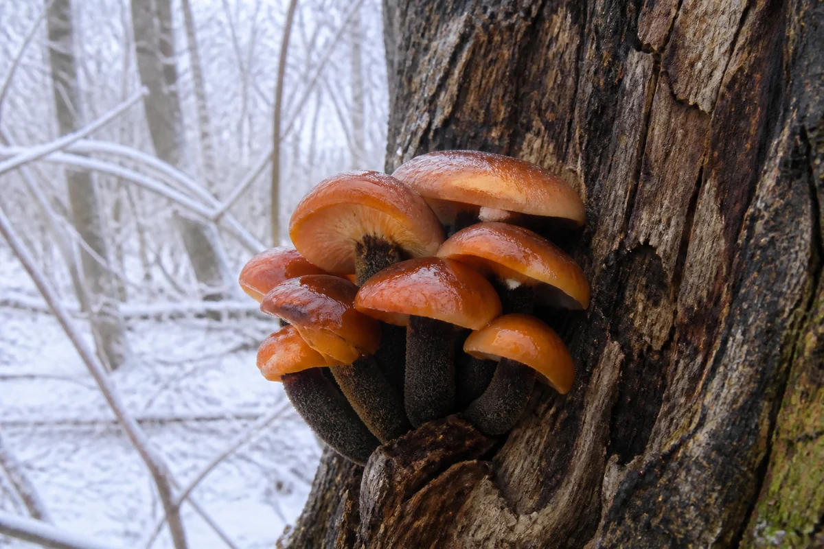 A cluster of orange brown glossy capped mushrooms growing out of the bark of a dead elm trunk in winter with bare branches and frost behind