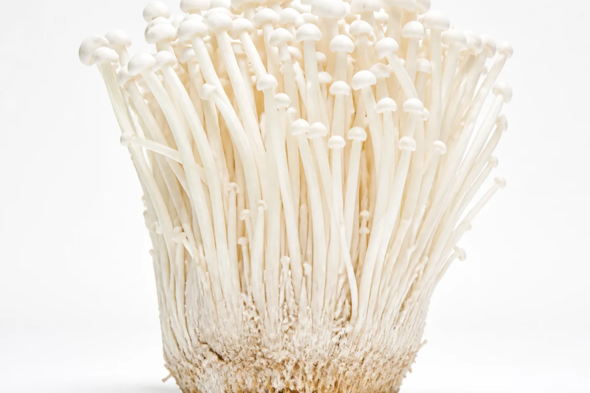 Dense cluster of cultivated enoki mushrooms with hundreds of long slender white stems and tiny white caps