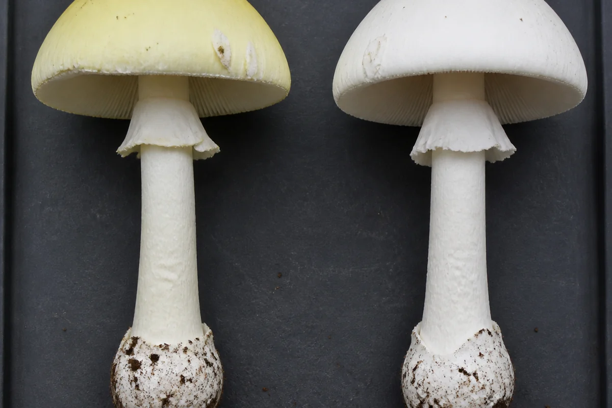 Two mushrooms of the same shape and size side by side on a dark tray, the left with a pale lemon yellow cap and the right entirely white, both with white veil patches, white gills and abrupt rounded basal bulbs