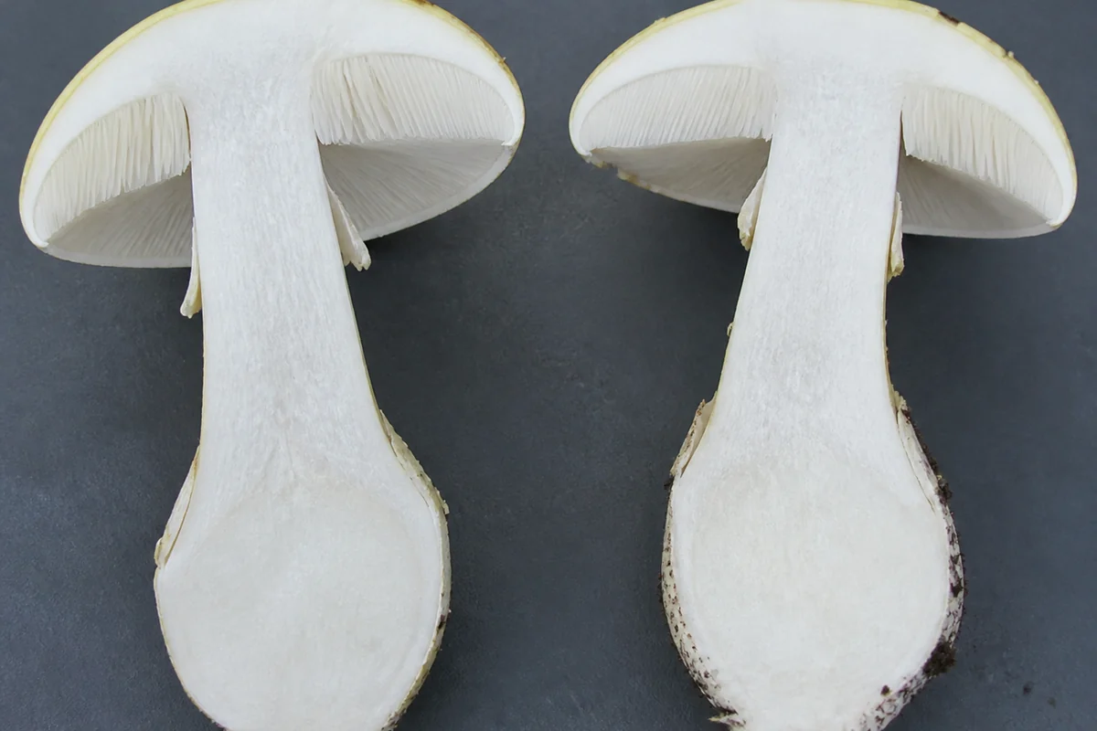 A pale lemon yellow capped mushroom cut in half lengthwise on a dark tray showing white unchanging flesh through cap and stem, crowded white free gills and the abrupt basal bulb in cross section