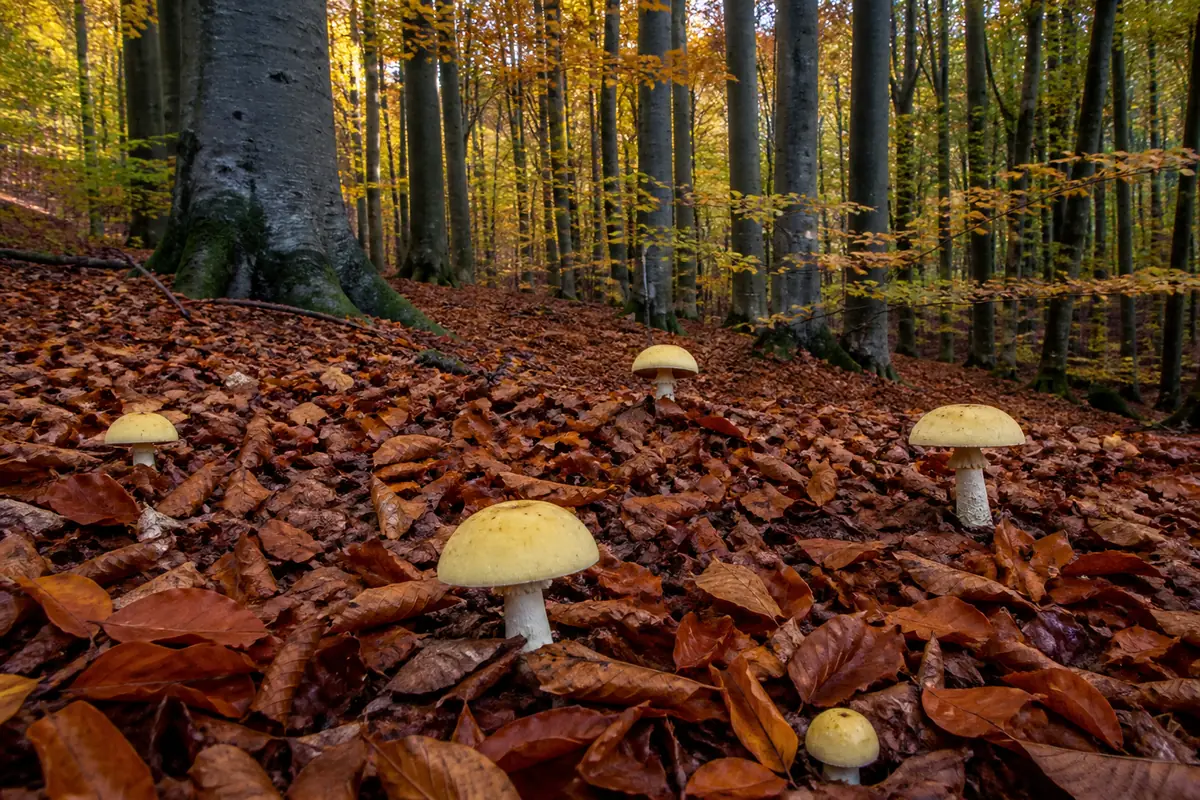 A beech woodland floor in autumn with smooth gray trunks and deep copper fallen leaves, several pale yellow capped mushrooms scattered through the litter