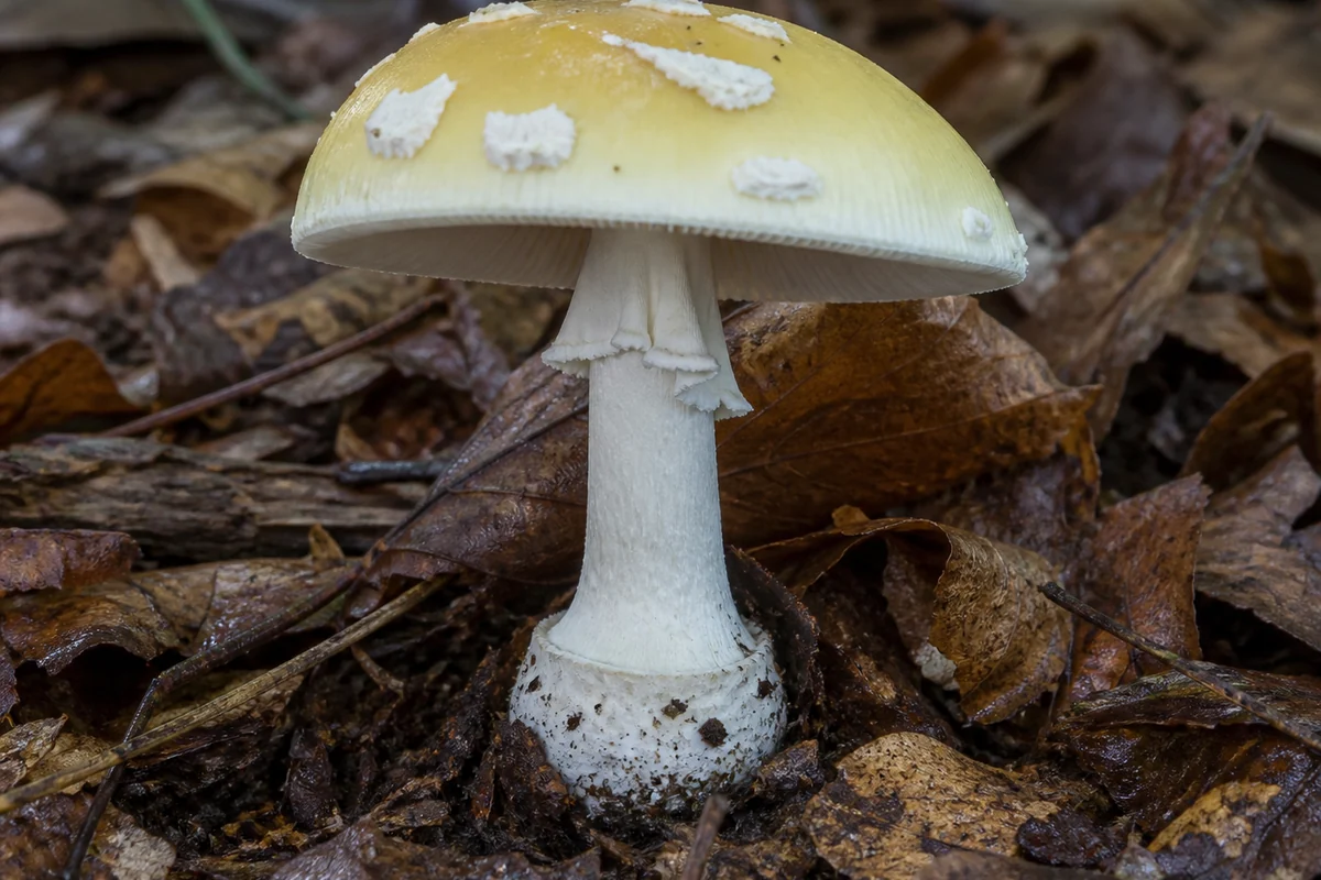 False death cap mushroom in beech leaf litter with a pale lemon yellow cap carrying large white veil patches