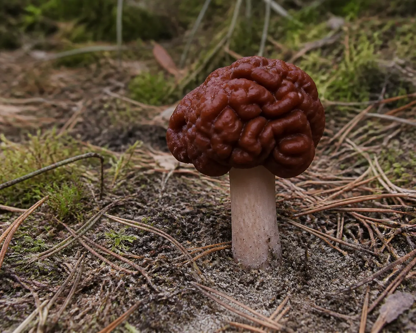 Intact Gyromitra esculenta showing a chestnut brain-like cap and complete pale stem on sandy conifer ground