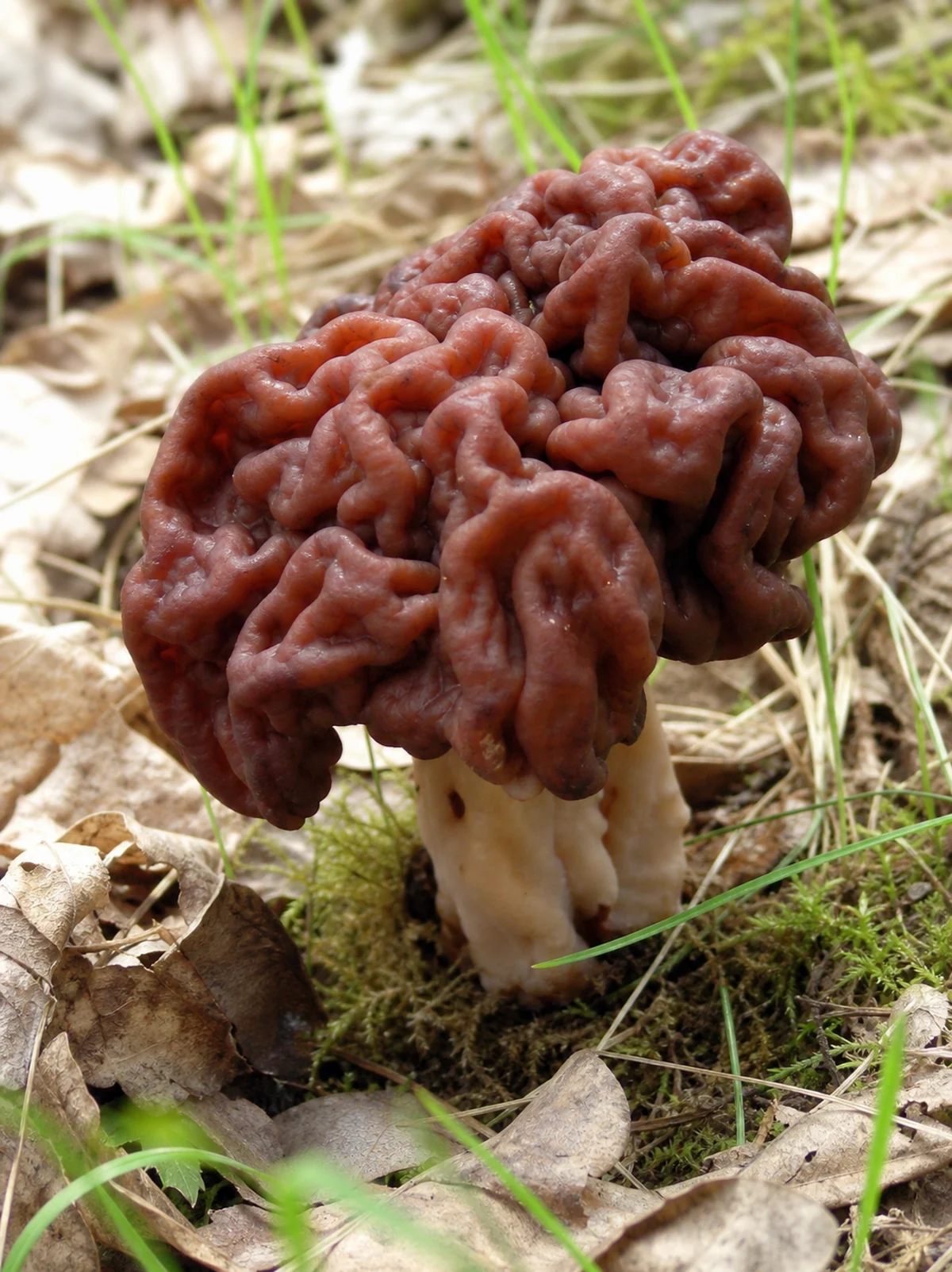 Illustration of False Morel showing its key field marks