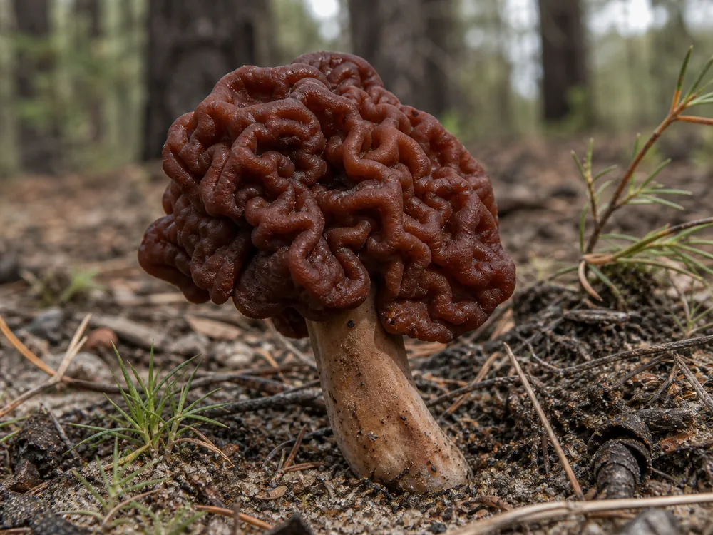 False Morel