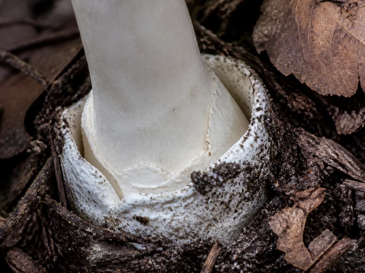 Extreme macro of the base of a white mushroom stem sitting in a distinct cup-shaped white sac partly buried in soil