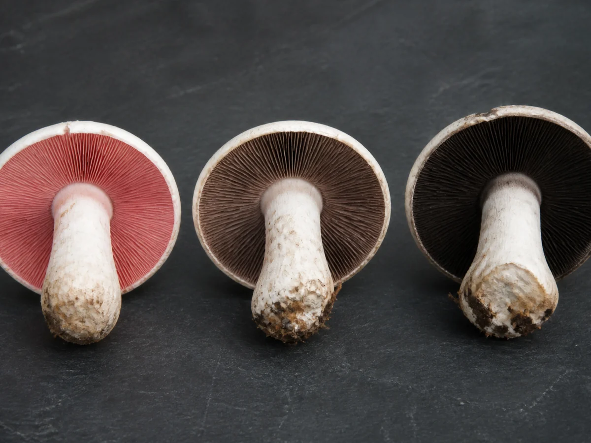 Three white mushrooms in a row with undersides facing the camera, the first with bright pink gills, the second dull brown, the third near black