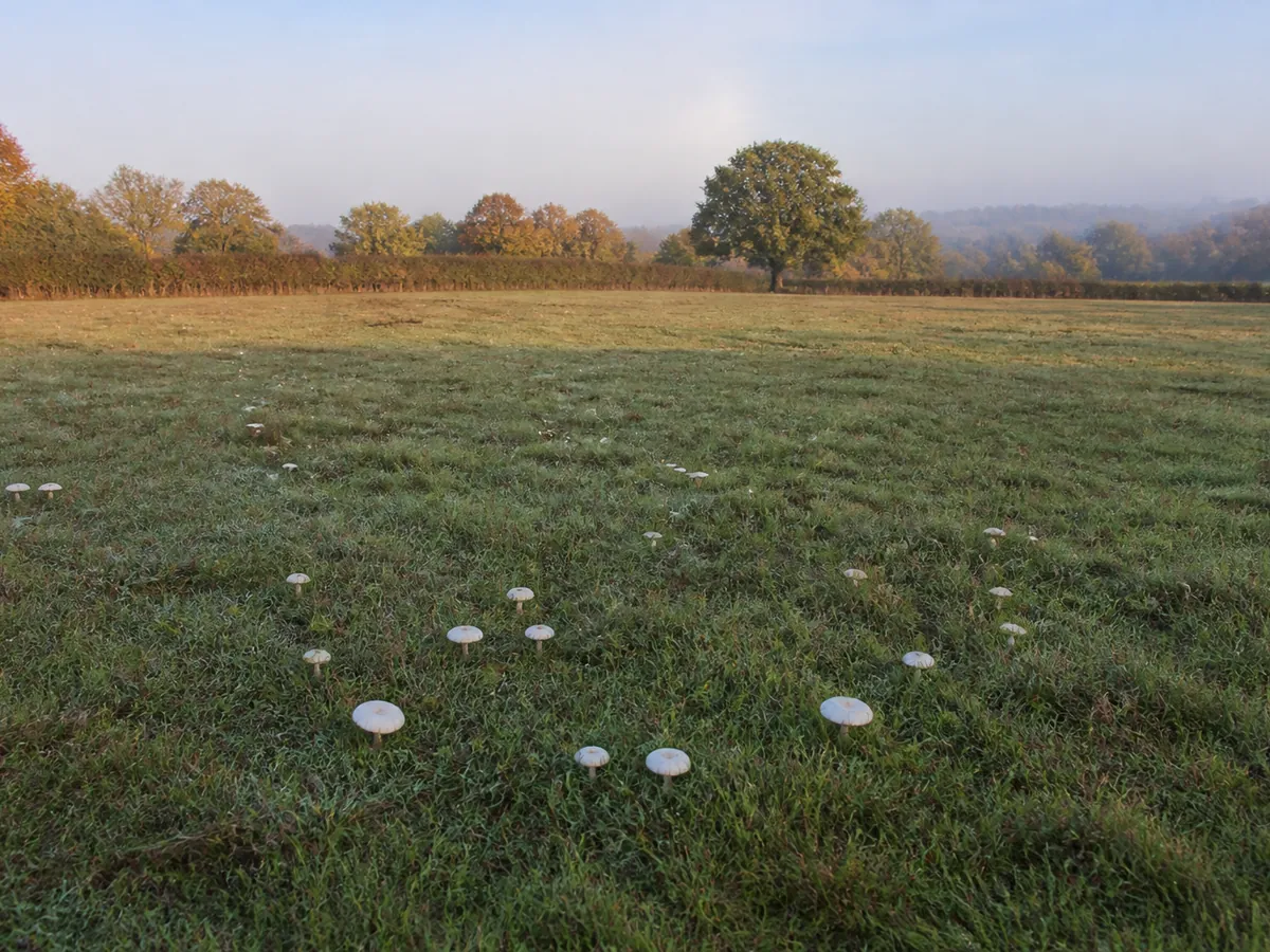 An open grazed pasture in autumn with scattered white mushrooms across short grass and a distant hedgerow