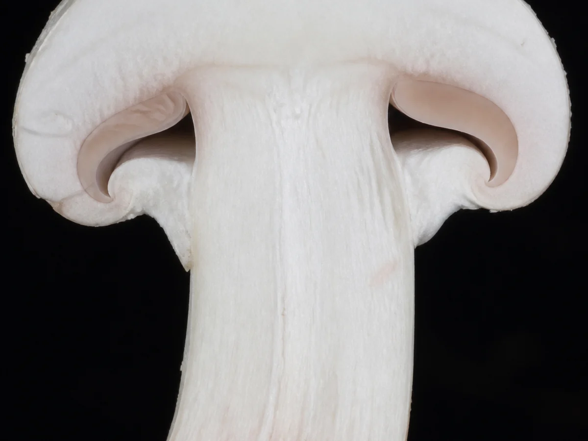 Extreme macro of a white mushroom cut lengthwise through a tapering stem base, the flesh staying white with only a faint pink flush and no yellow
