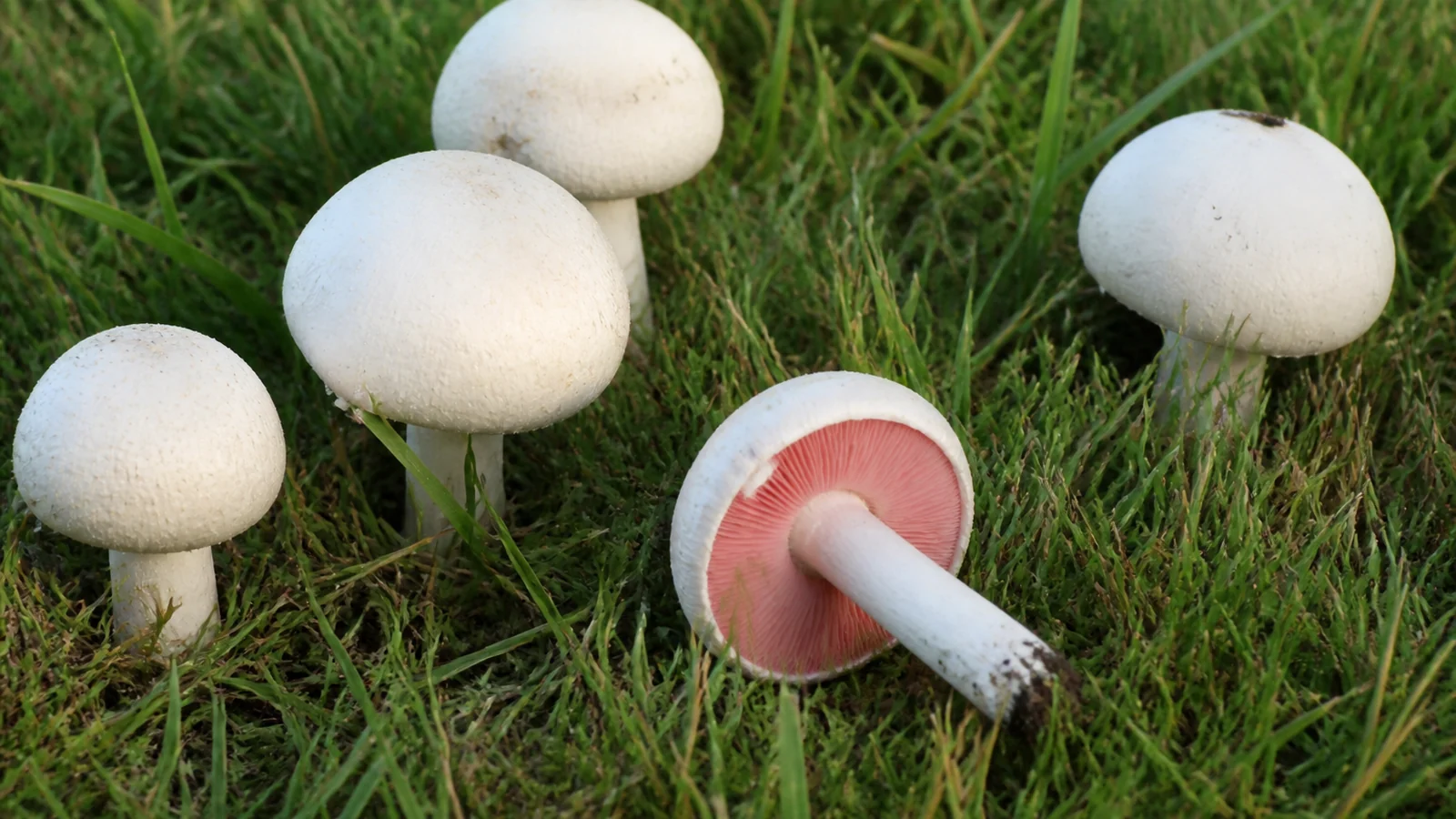White field mushrooms in short grazed pasture grass, one tipped over showing bright pink gills