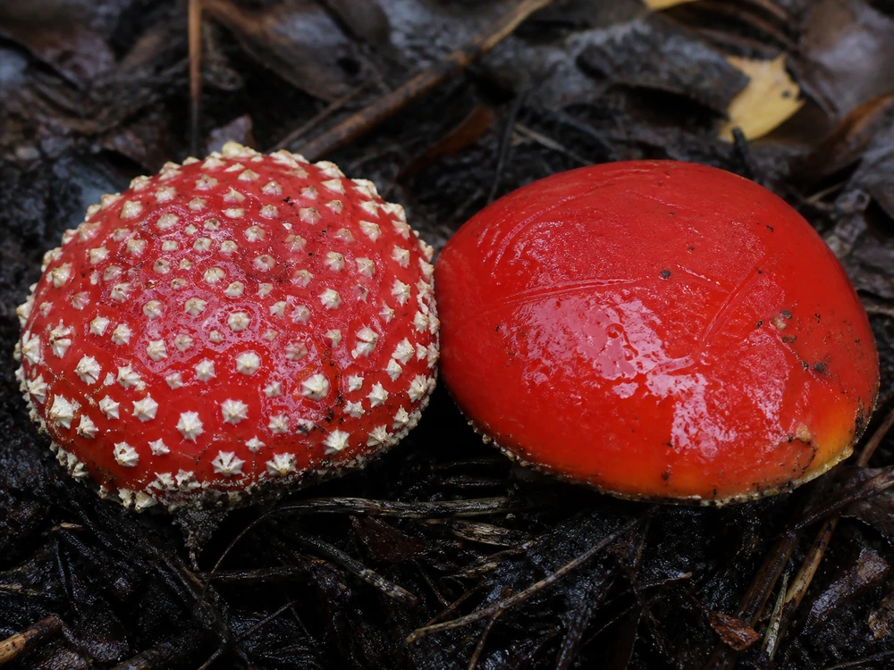Two Eurasian fly agaric caps on wet woodland soil, one carrying white veil patches and the other washed smooth by rain