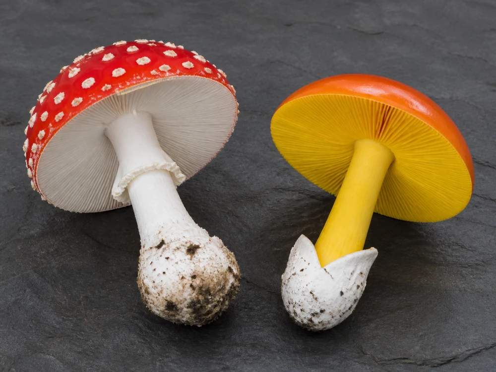 Eurasian fly agaric and Caesar's mushroom viewed from below with their complete bases visible