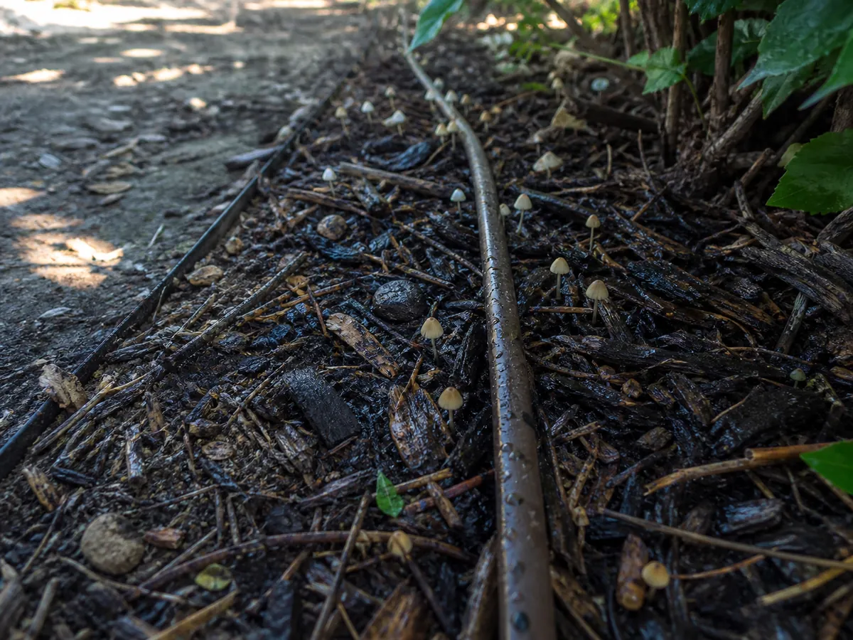 Small fool's conecaps scattered through wet alder wood chips beside an irrigated garden path