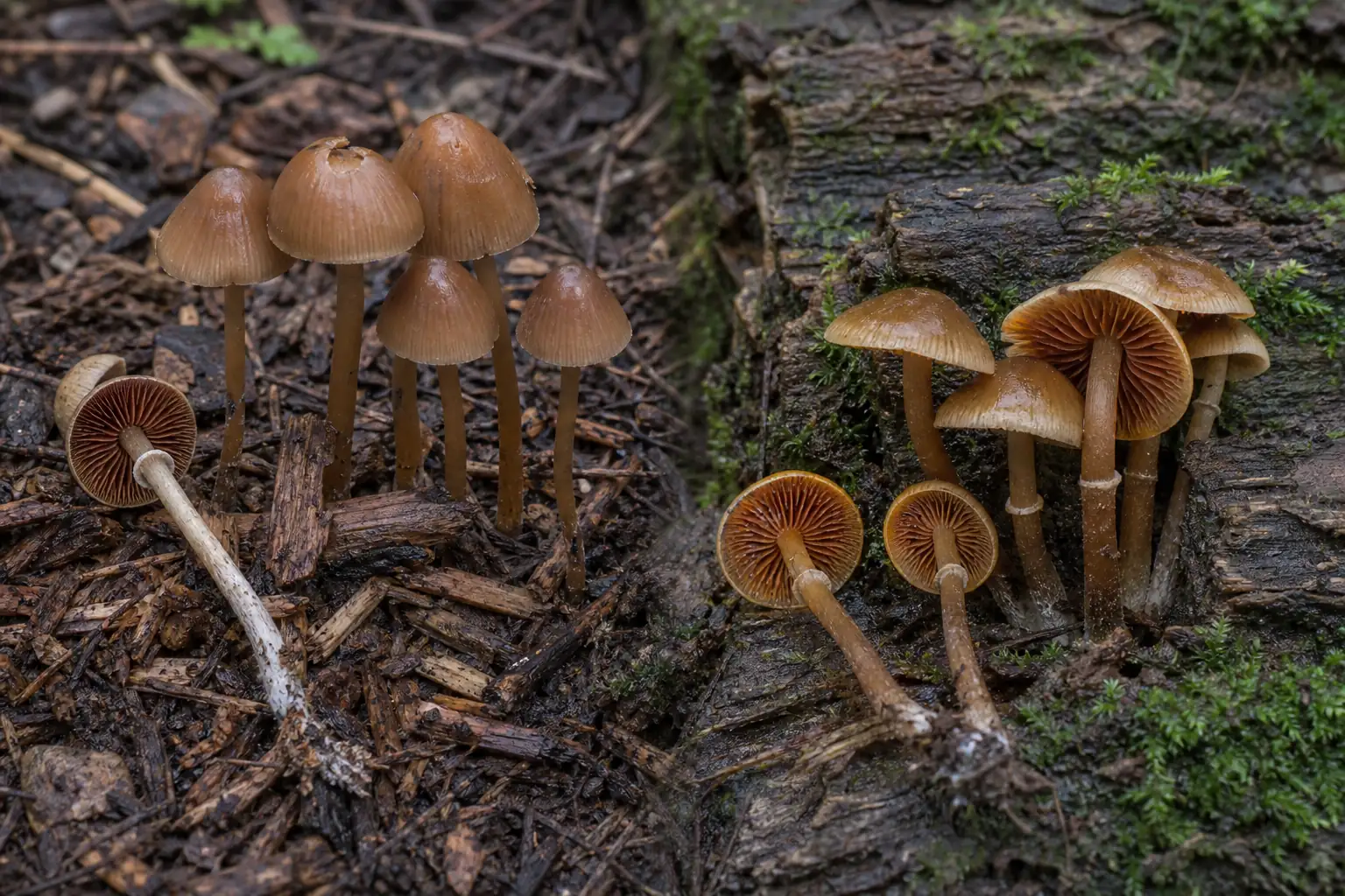 Fool's conecap in landscape wood chips beside deadly galerina attached to a mossy hardwood log