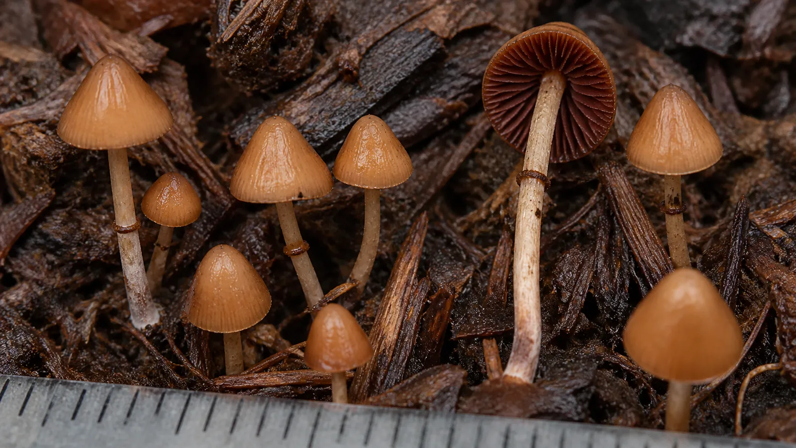 Tiny fool's conecap mushrooms with cinnamon caps and slender ringed stems among wet wood chips