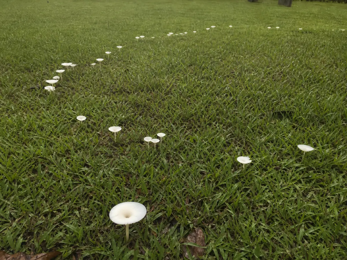 Broken ring of fool's funnels in a damp public lawn with close and wide views of the colony