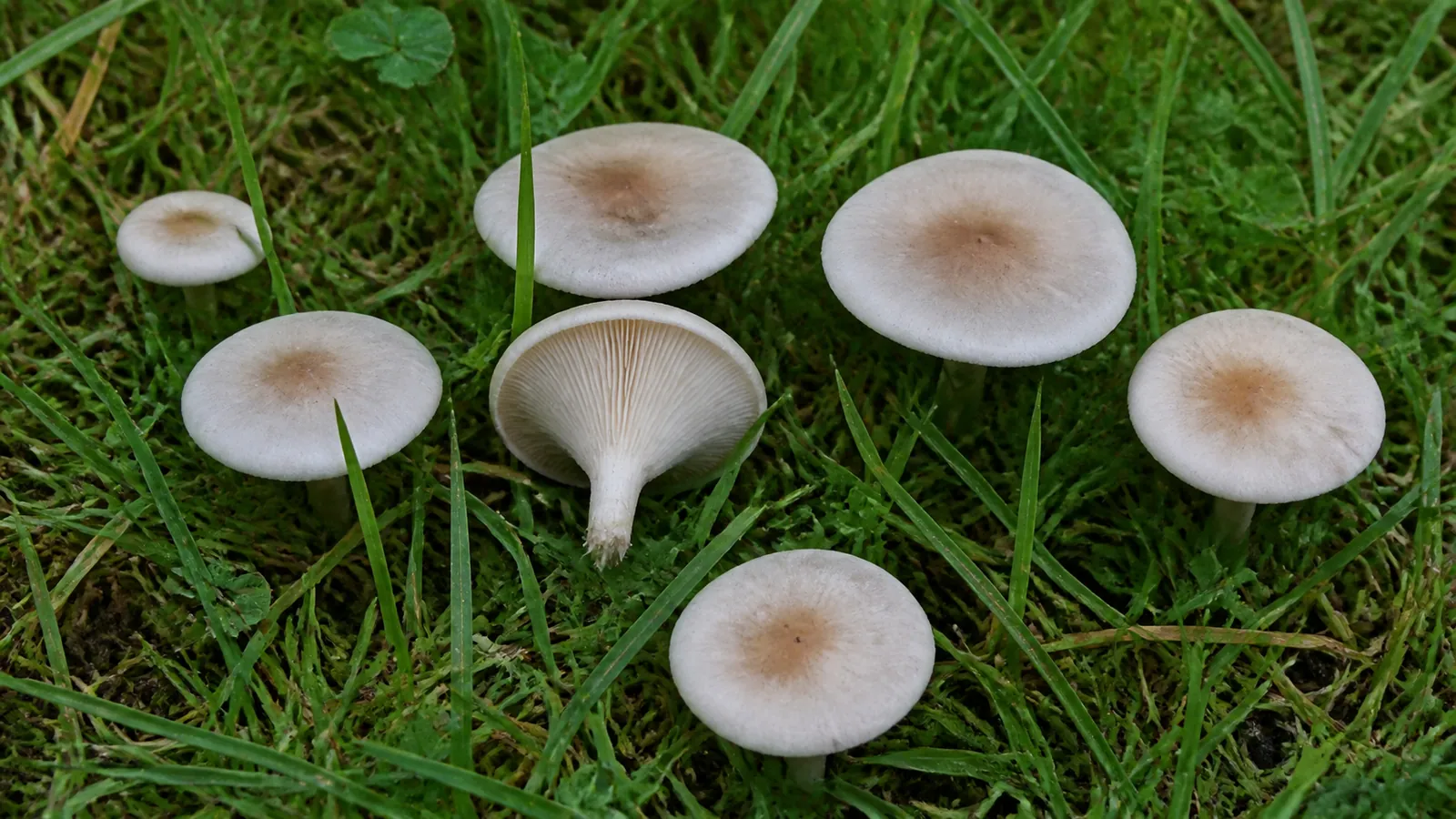 Fool's Funnel, an example of the funnel form