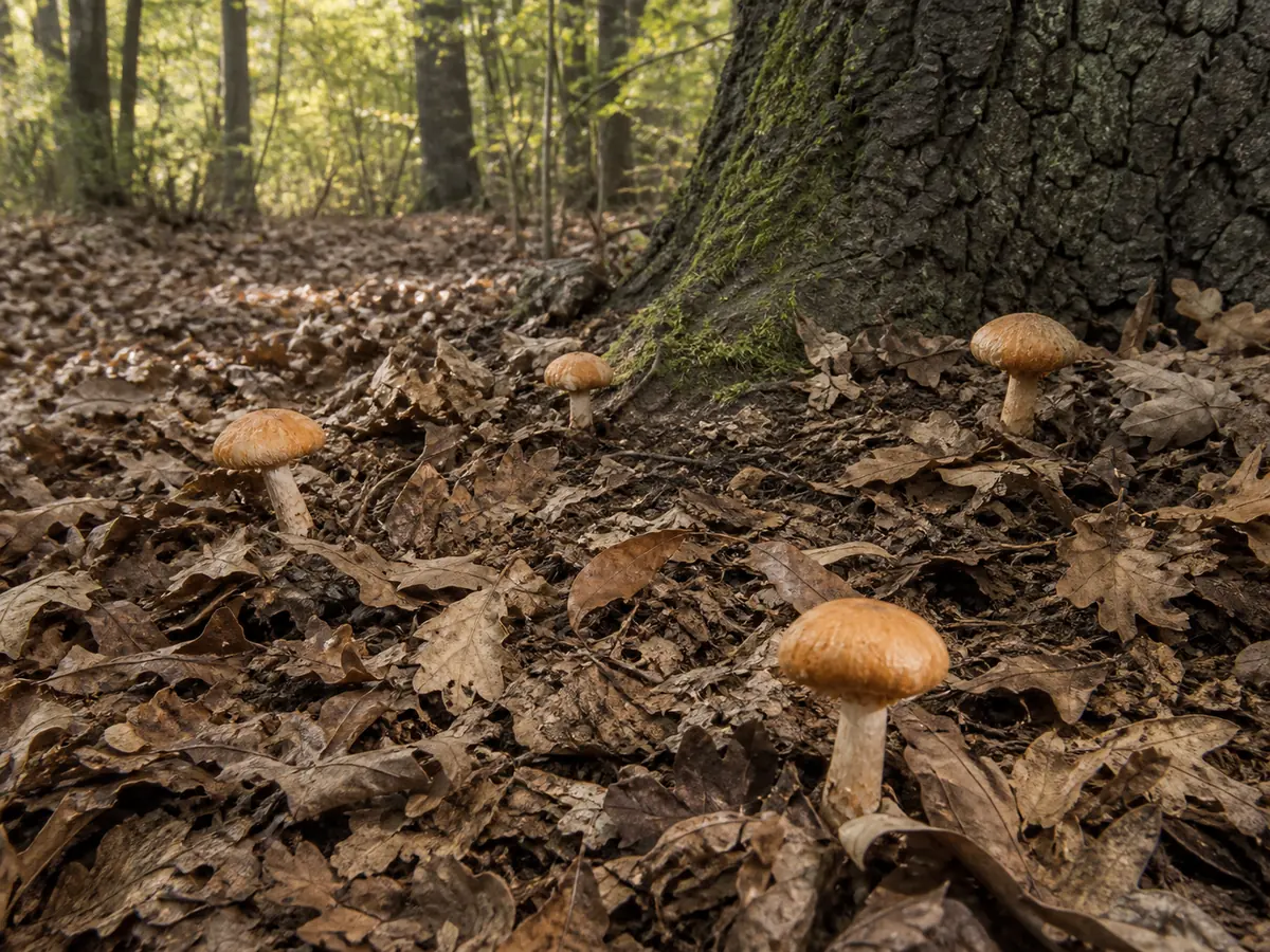 Fool's webcaps scattered through dry autumn oak leaf litter