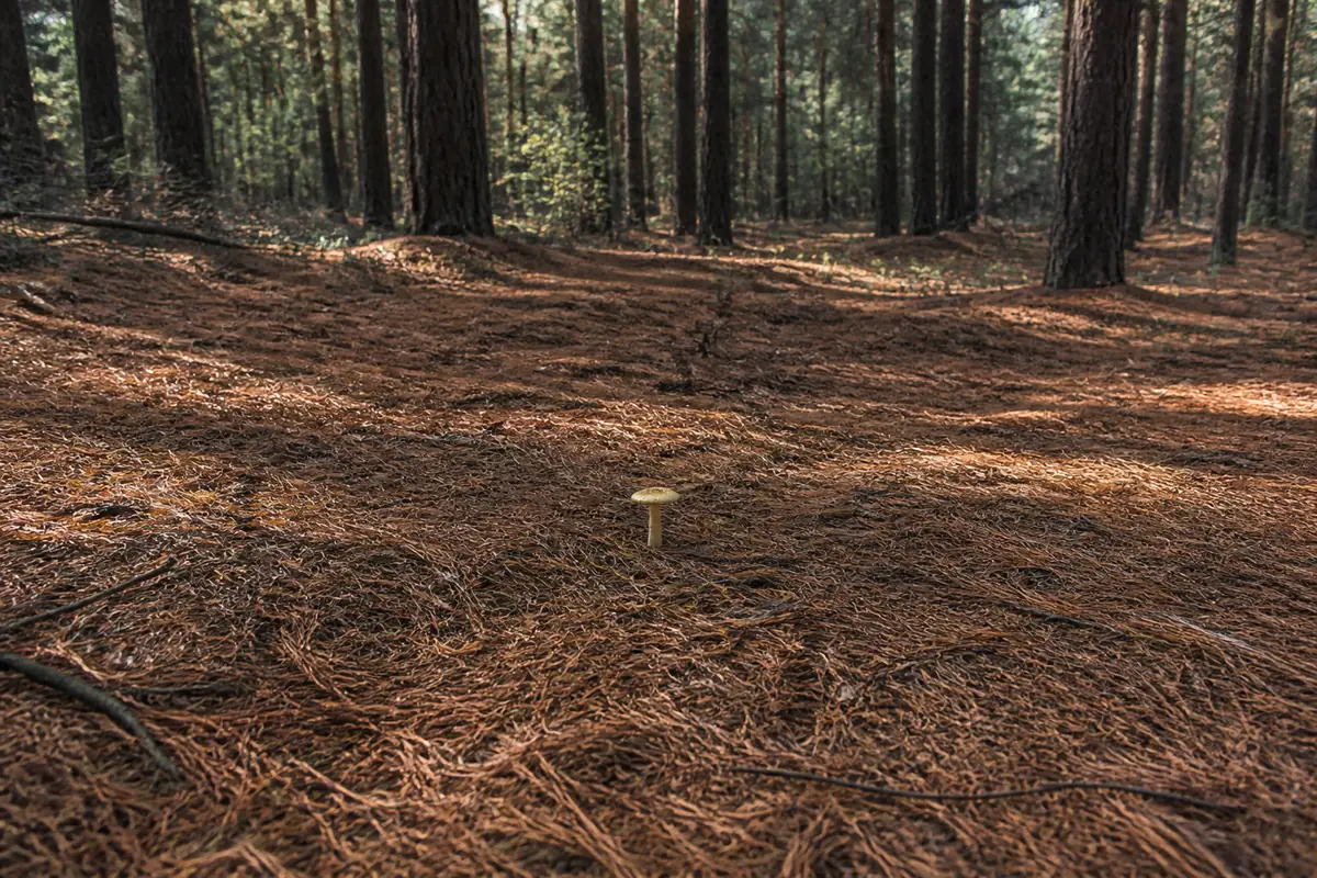 The floor of a dry conifer forest, deep orange pine needle duff between straight trunks, with a single small pale yellow mushroom standing alone in the middle distance