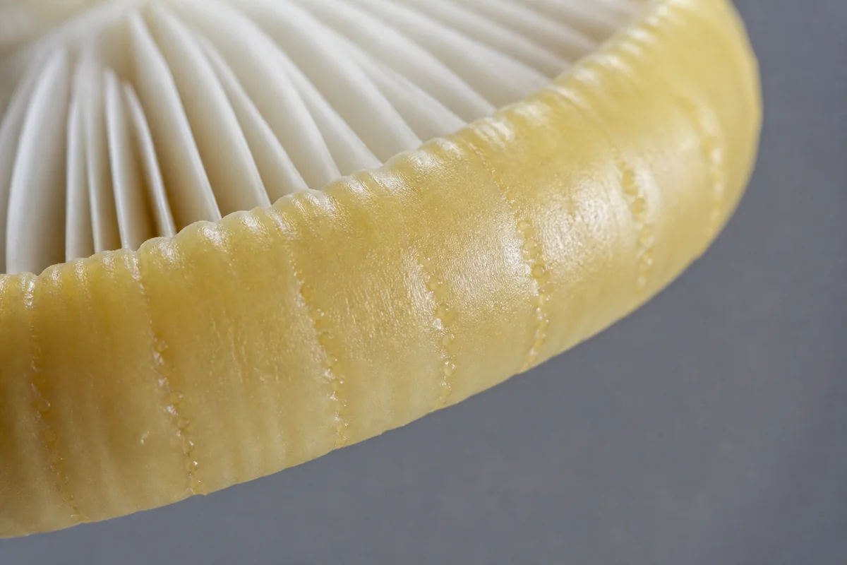 Extreme close view of the edge of a pale yellow gemmed amanita cap showing short radial grooves with small bumps along them and white free gills behind