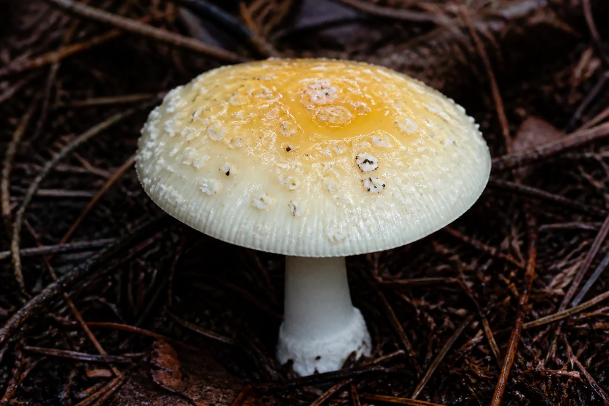 Gemmed amanita in pine needle duff with a pale creamy yellow cap bearing soft white veil patches
