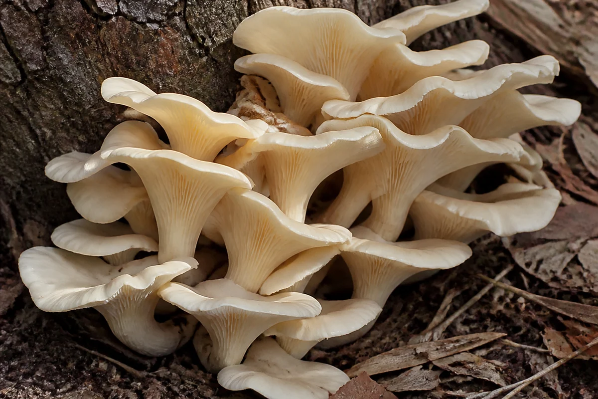 A dense overlapping cluster of pale cream funnel-shaped mushrooms growing from the base of a eucalyptus stump in daylight with gills running down short off-center stems