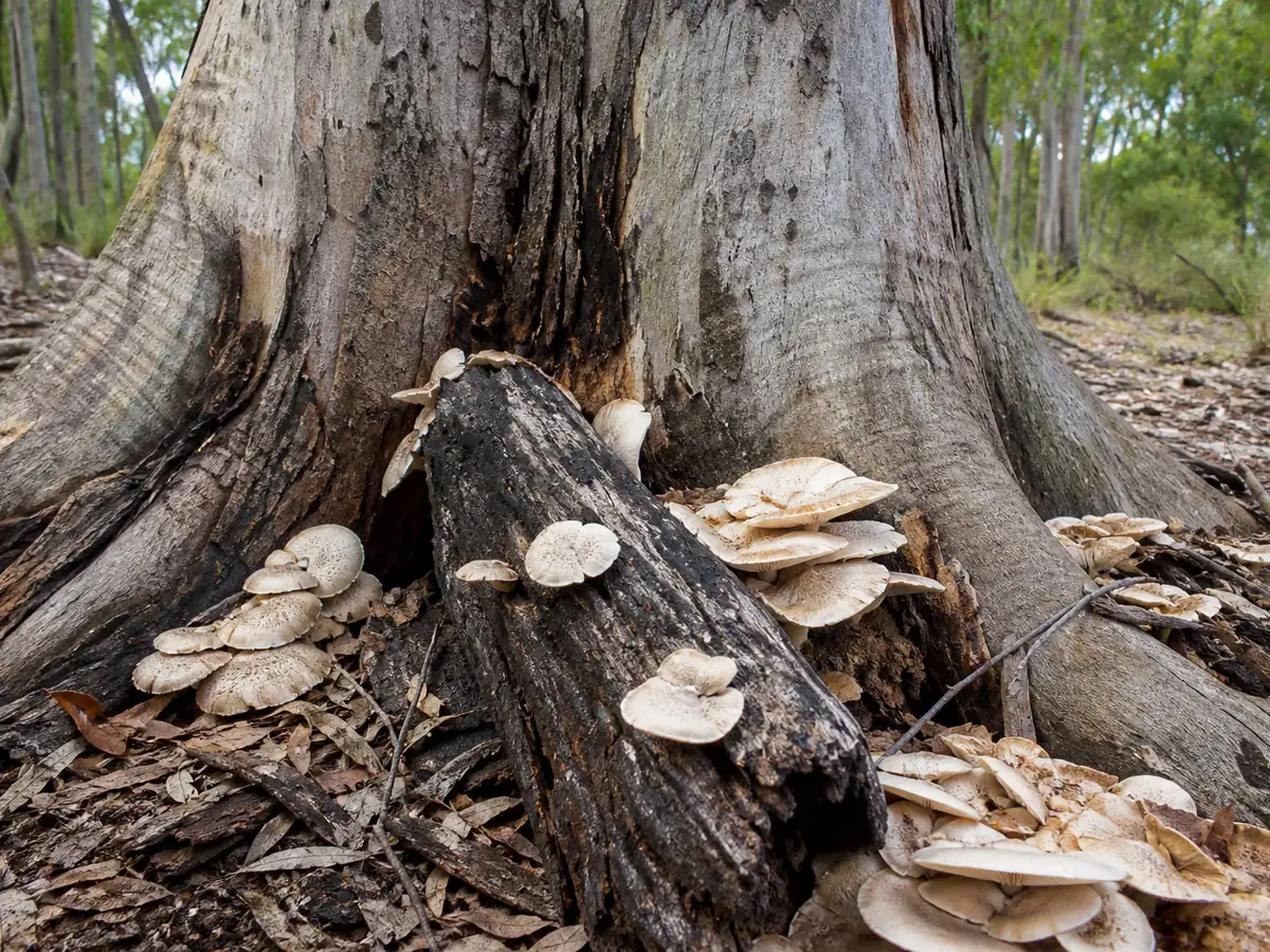 The base of a large eucalyptus tree in Australian bushland with pale mushrooms clustered around the buttress roots and on exposed dead wood