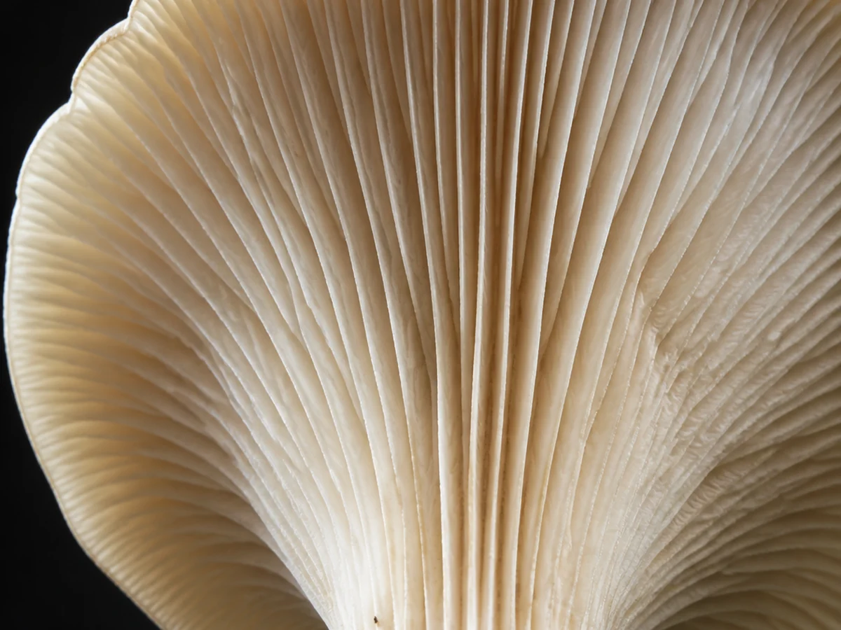 Extreme close view of the underside of a pale cream mushroom showing crowded gills running a long way down the stem