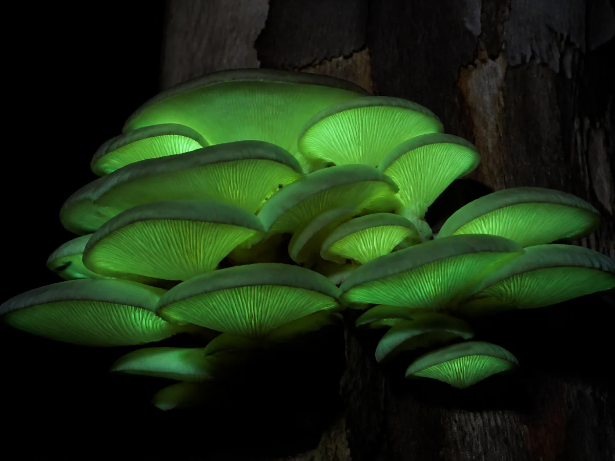 A long-exposure night photograph of a cluster of mushrooms on a tree stump emitting a soft pale green glow from the gills in complete darkness