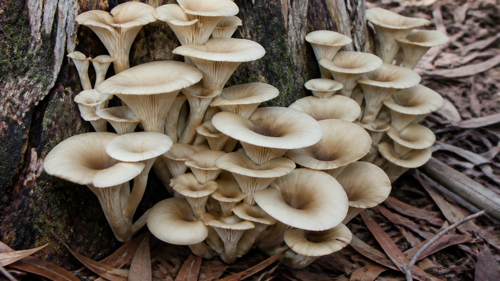 A cluster of pale cream ghost fungus caps on a eucalyptus stump in daylight, with crowded gills running down the stems
