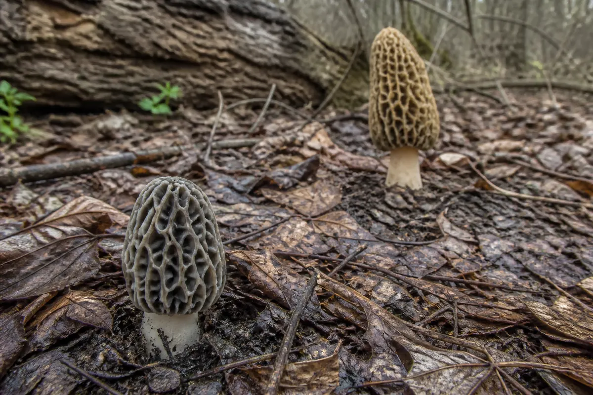 Young gray and later pale tan stages of an eastern yellow morel in hardwood leaf litter