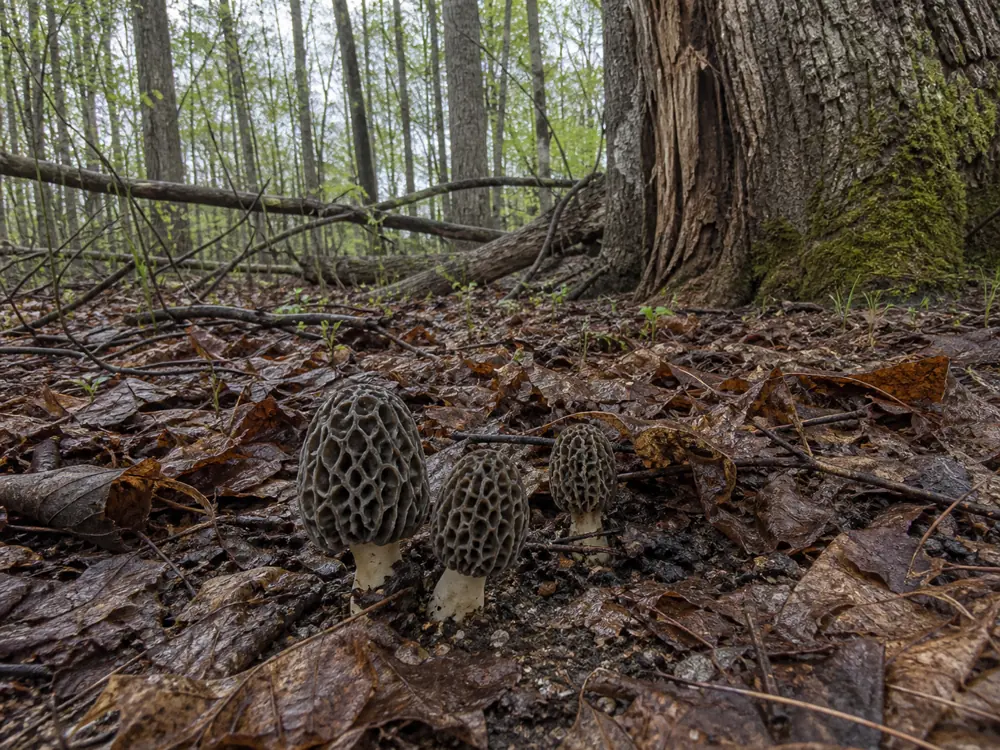 Young gray morels in wet spring leaf litter beside a declining hardwood