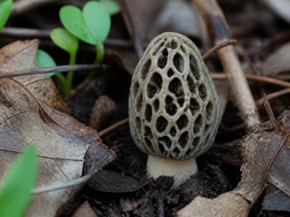 Young gray morel with pale ridges and dark gray pits on a short cream stem in spring leaf litter