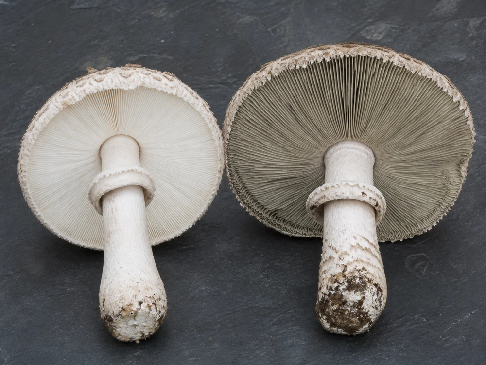 Paired lawn-parasol undersides with pale young gills and dull gray-green mature gills, both stopping short of the stem