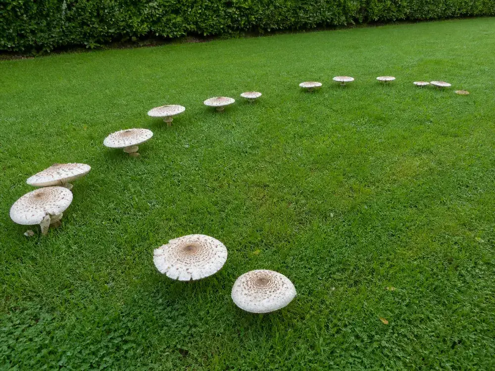 Large scaly parasol mushrooms arranged in a broad arc across mown grass