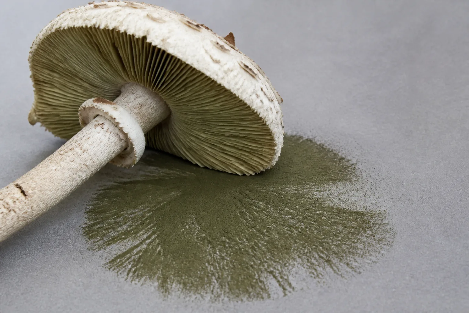 Mature greenish free gills displayed beside a dull olive-green spore deposit