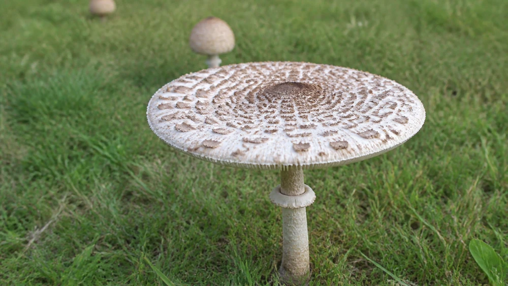 A large white green-spored parasol with brown cap scales and a ringed stem growing in mown grass