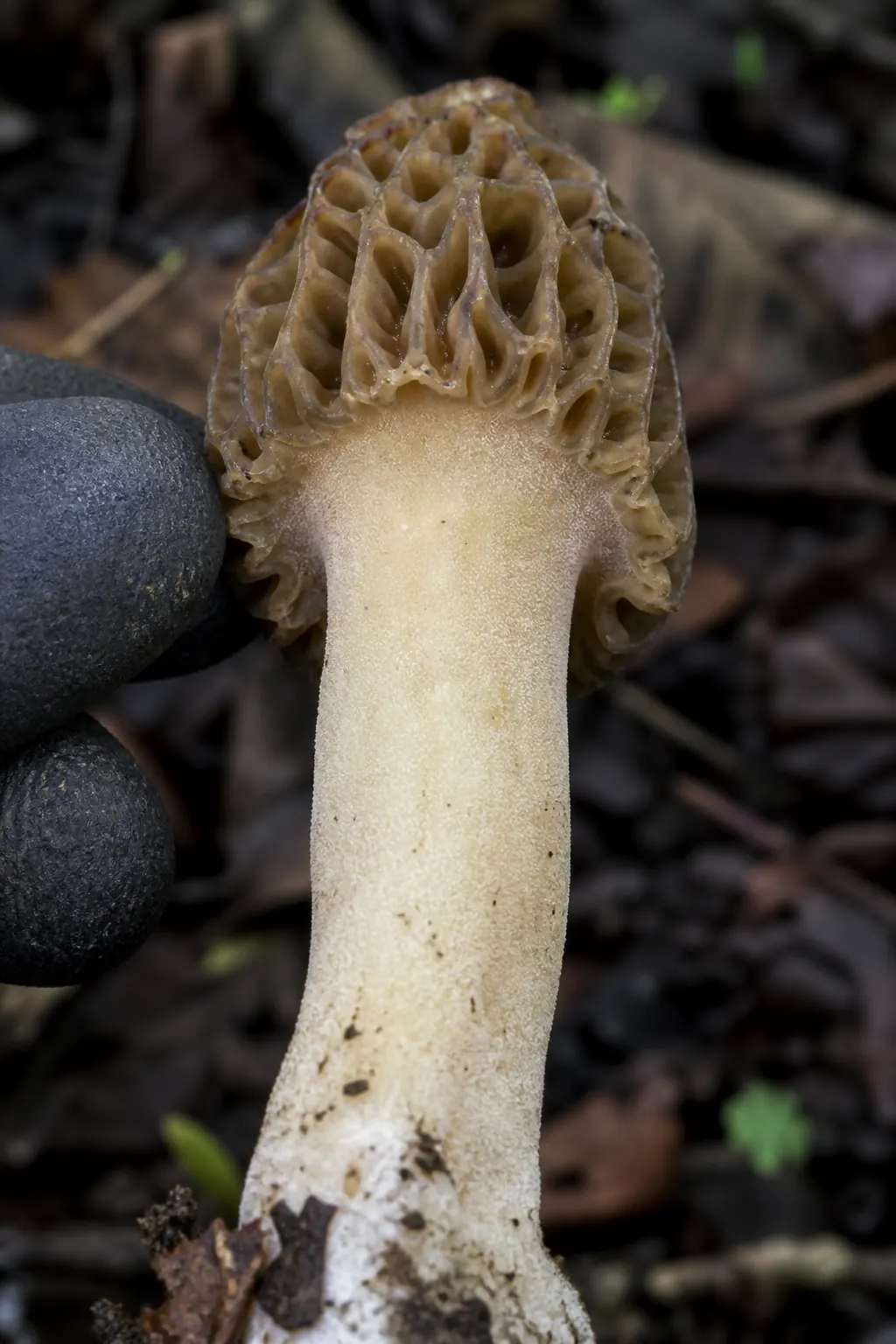 Underside view of an eastern half-free morel with a fingertip for scale