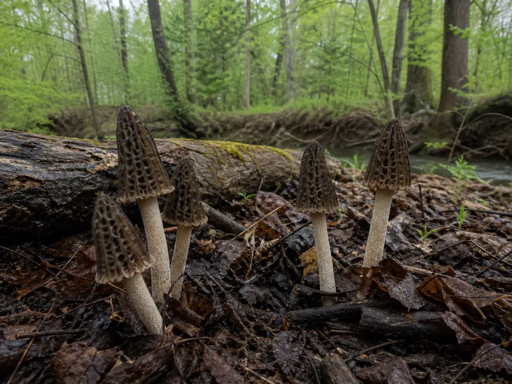 Half-free morels on a moist sheltered creek bench in eastern hardwood forest