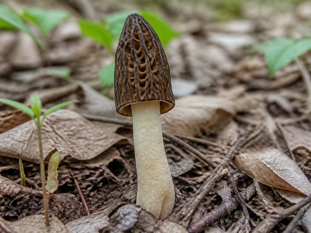 Half-free morel with a small pitted cap attached halfway down a long pale stem in spring woodland