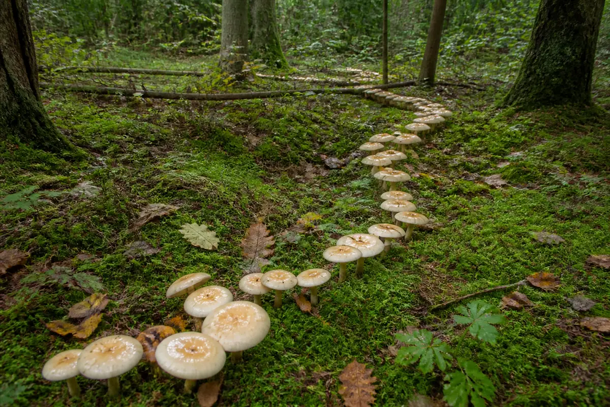 A damp mossy woodland floor under mixed trees with deep green moss and scattered leaves, and a long curving arc of creamy white capped mushrooms coming up through the moss and receding into the trees