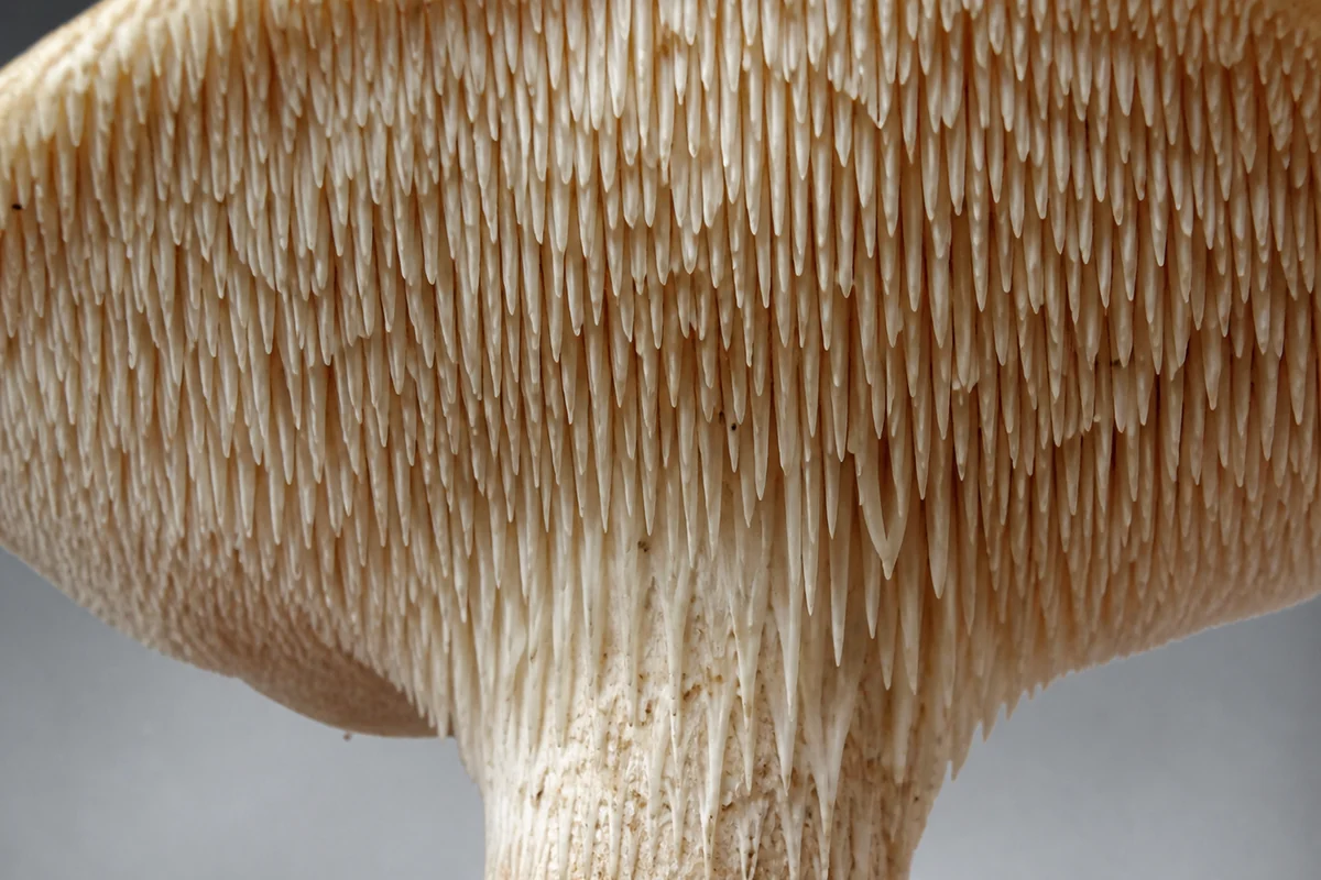 The underside of a hedgehog mushroom held up against a gray background, showing a dense forest of soft pale cream spines a few millimetres long hanging straight down and running partway down the stem