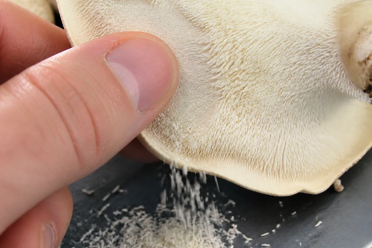 A bare thumb rubbing across the underside of a creamy white mushroom, a patch of soft spines crumbling away and scattering onto a dark tray below