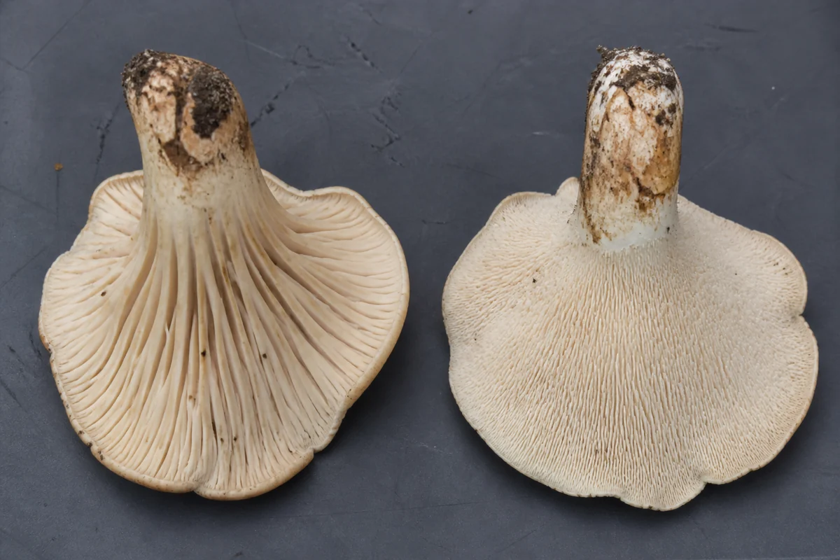 Two mushrooms upside down side by side on a dark tray, the left showing thick blunt forked ridges running down the stem and the right showing a dense mat of tiny separate hanging spines