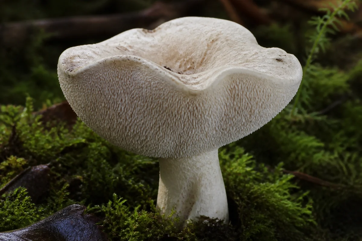 Hedgehog mushroom growing in green moss with an irregular creamy white cap and thick off-center white stem