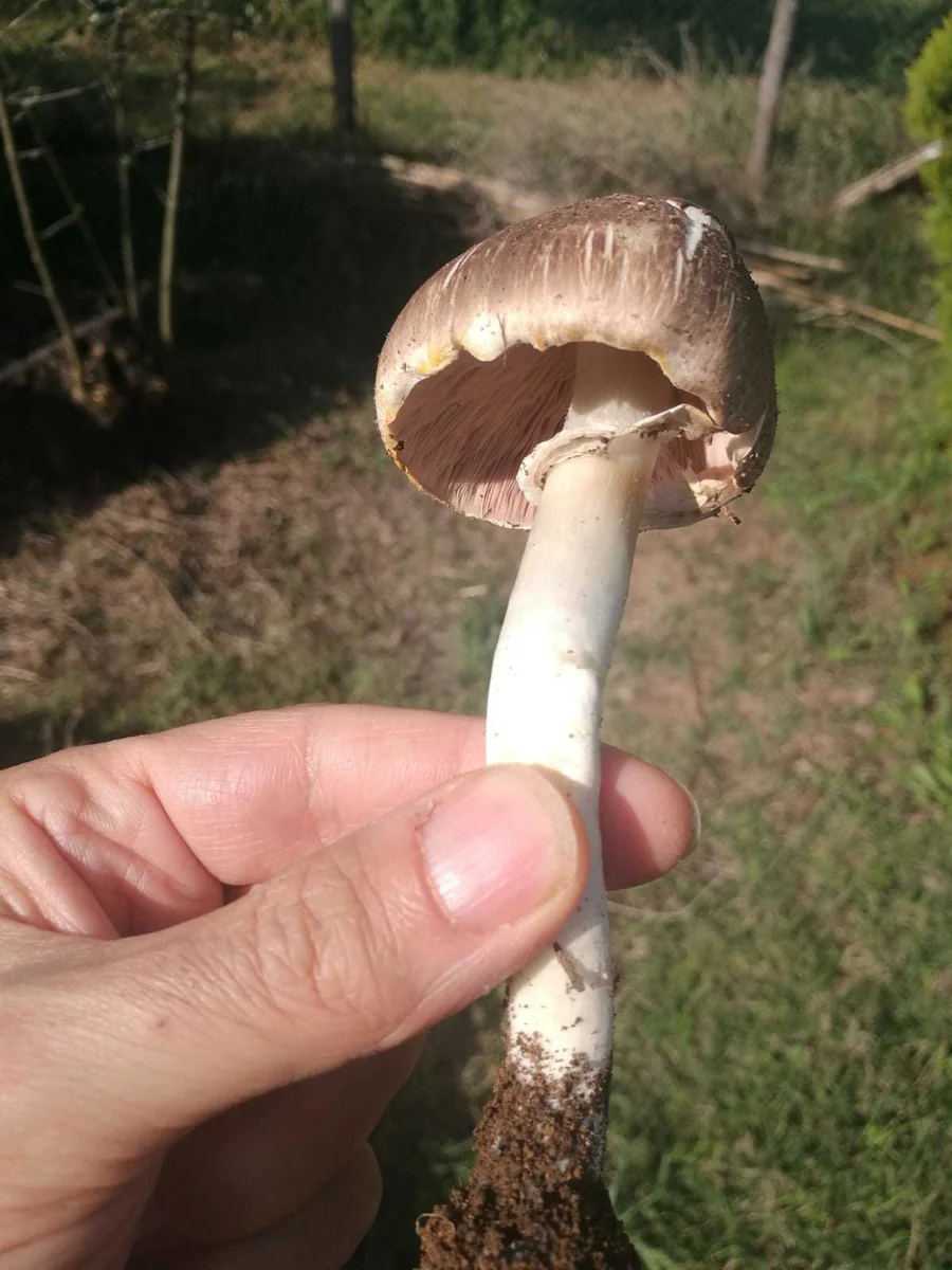 Inky mushroom held to show its dark-scaled cap, pink free gills, ring, and complete stem